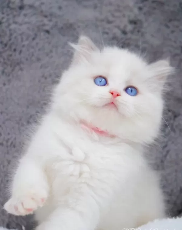 İpeksi Tüylü Silver British Longhair