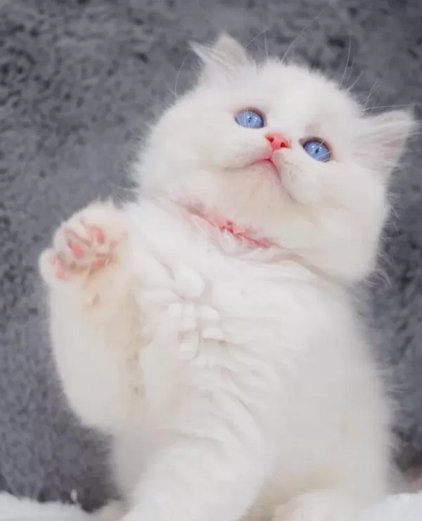 İpeksi Tüylü Silver British Longhair