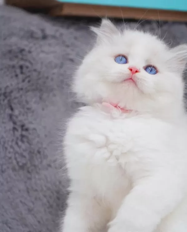 İpeksi Tüylü Silver British Longhair