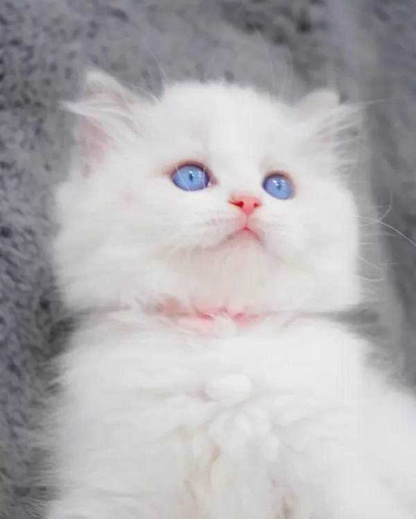 İpeksi Tüylü Silver British Longhair