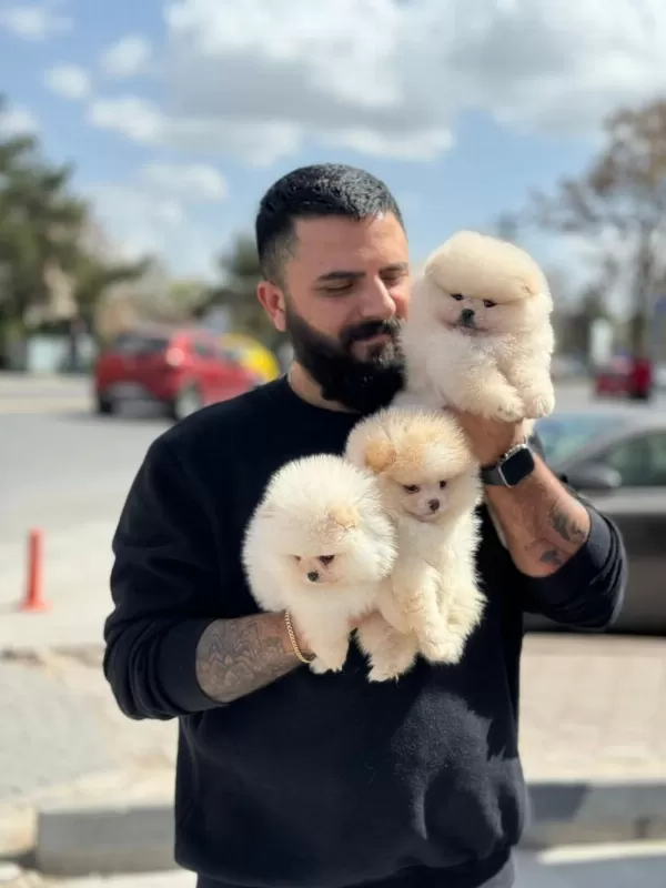 Çağrı Çemçemin Kataloğunun Şampiyonu
