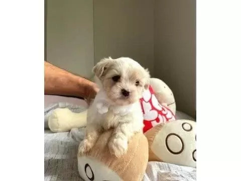 A Kalite Maltipoo Bebeklerimiz