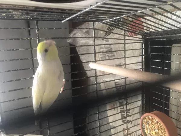 1 Yaş Satılık Forpus Papağanı