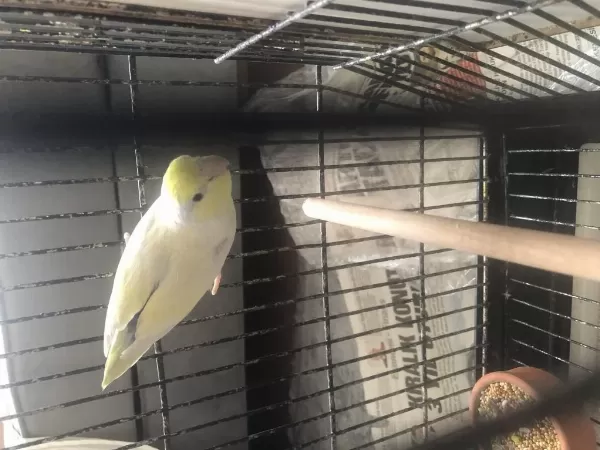 1 Yaş Satılık Forpus Papağanı