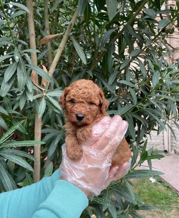 Red Brown Irk Garanti̇li̇ Poodle Bebekleri̇mi̇z