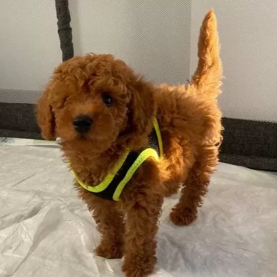 Toy Poodle Yavrular