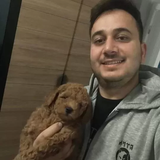 Toy Poodle Yavrular