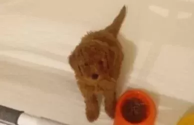 Toy Poodle Yavrular