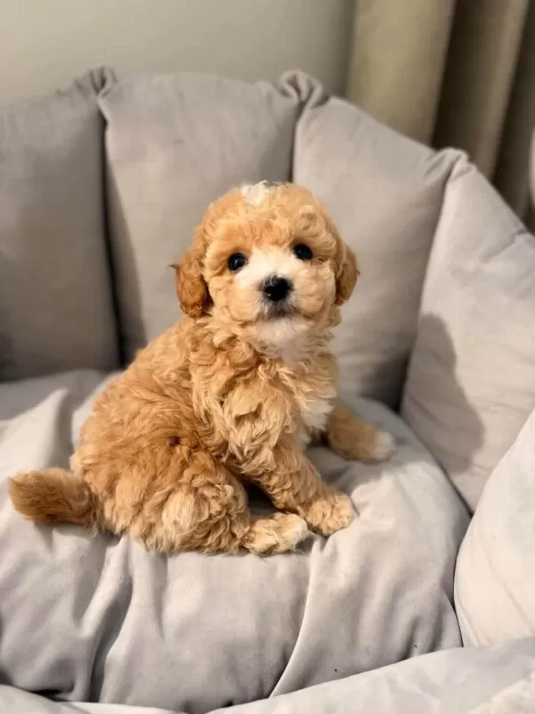 Ruhsatli Köpek Çiftliğinden Maltipoo Yavrularimiz