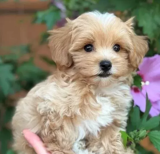 Şeker Gi Bi Malti Poo Yavrularimiz