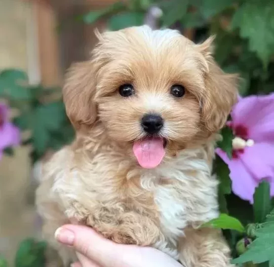 Şeker Gi Bi Malti Poo Yavrularimiz