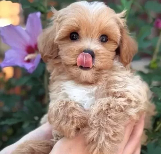 Şeker Gi Bi Malti Poo Yavrularimiz