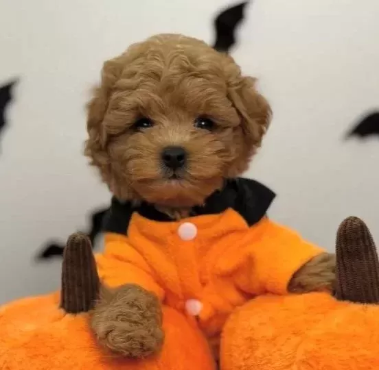 Kore Suratli Malti Poo Yavrularimiz