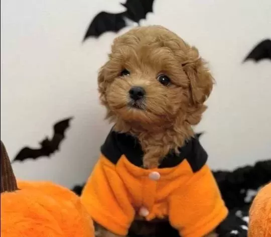 Kore Suratli Malti Poo Yavrularimiz