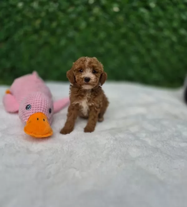 Aşili Karneli Maltipoo Yavrularimiz