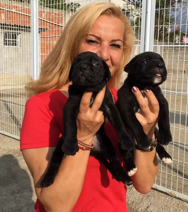 Irk Garantili Muhteşem Cane Corso Yavrularımız