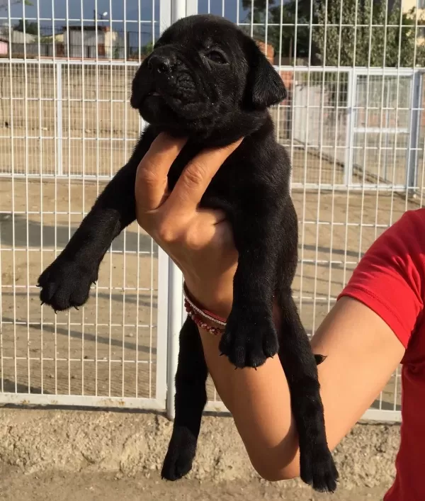 Irk Garantili Muhteşem Cane Corso Yavrularımız