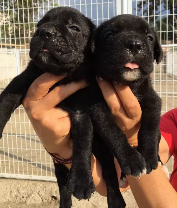 Irk Garantili Muhteşem Cane Corso Yavrularımız