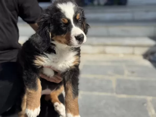 Petmode Köpek Çiftliğinde Ziyarete Açık Bernese Dog