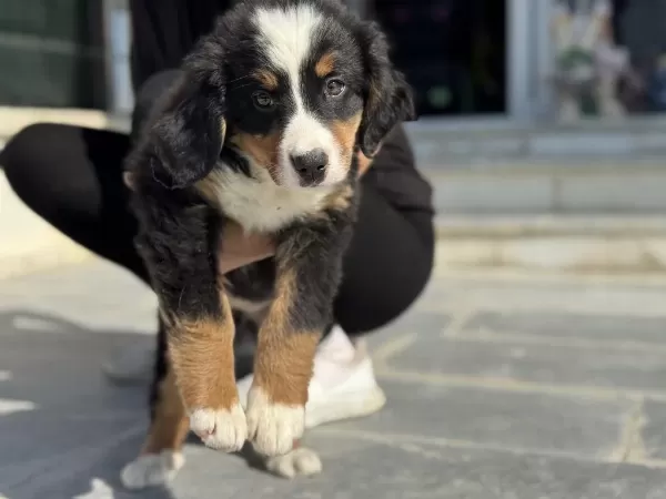 Petmode Köpek Çiftliğinde Ziyarete Açık Bernese Dog