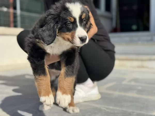 Petmode Köpek Çiftliğinde Ziyarete Açık Bernese Dog