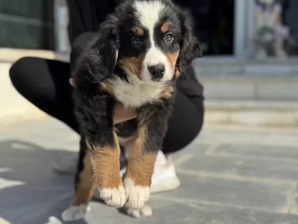 Petmode Köpek Çiftliğinde Ziyarete Açık Bernese Dog