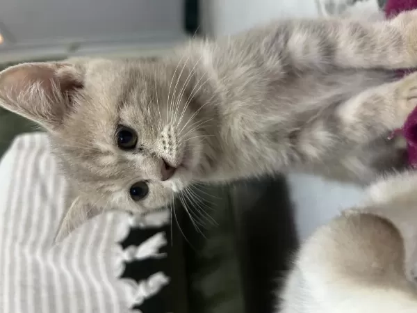 Sağlıklı Minnak Kedilerim