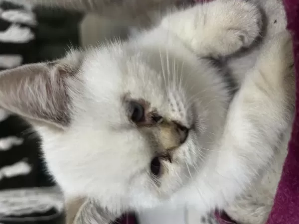 Sağlıklı Minnak Kedilerim