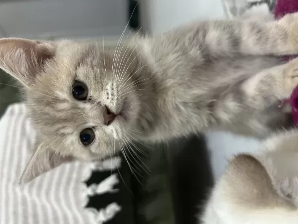 Sağlıklı Minnak Kedilerim