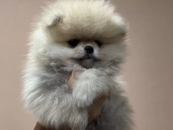 Ankaranın En Kaliteli Teddy Face Pomeranin Yavruları
