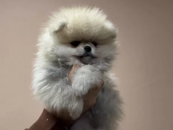 Ankaranın En Kaliteli Teddy Face Pomeranin Yavruları