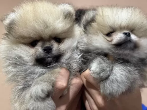 Ankaranın En Kaliteli Teddy Face Pomeranin Yavruları