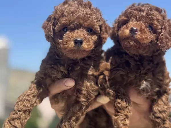 Safkan Boy Ve Kg Ram Garantili Toy Poodle Yavrularımız