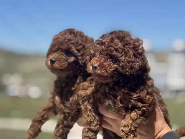 Safkan Boy Ve Kg Ram Garantili Toy Poodle Yavrularımız