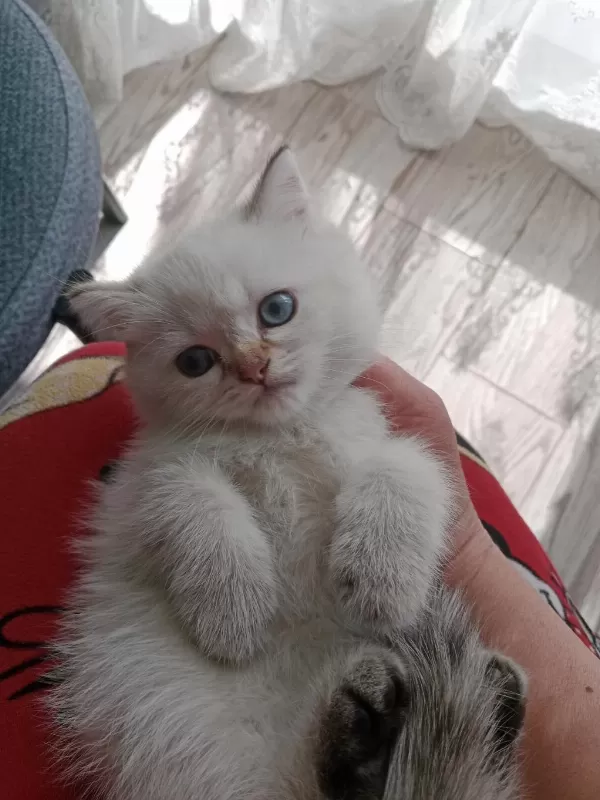 Sıcak Bir Yuva Arıyoruz Blue Point Cinsi Kedimiz Dişidir