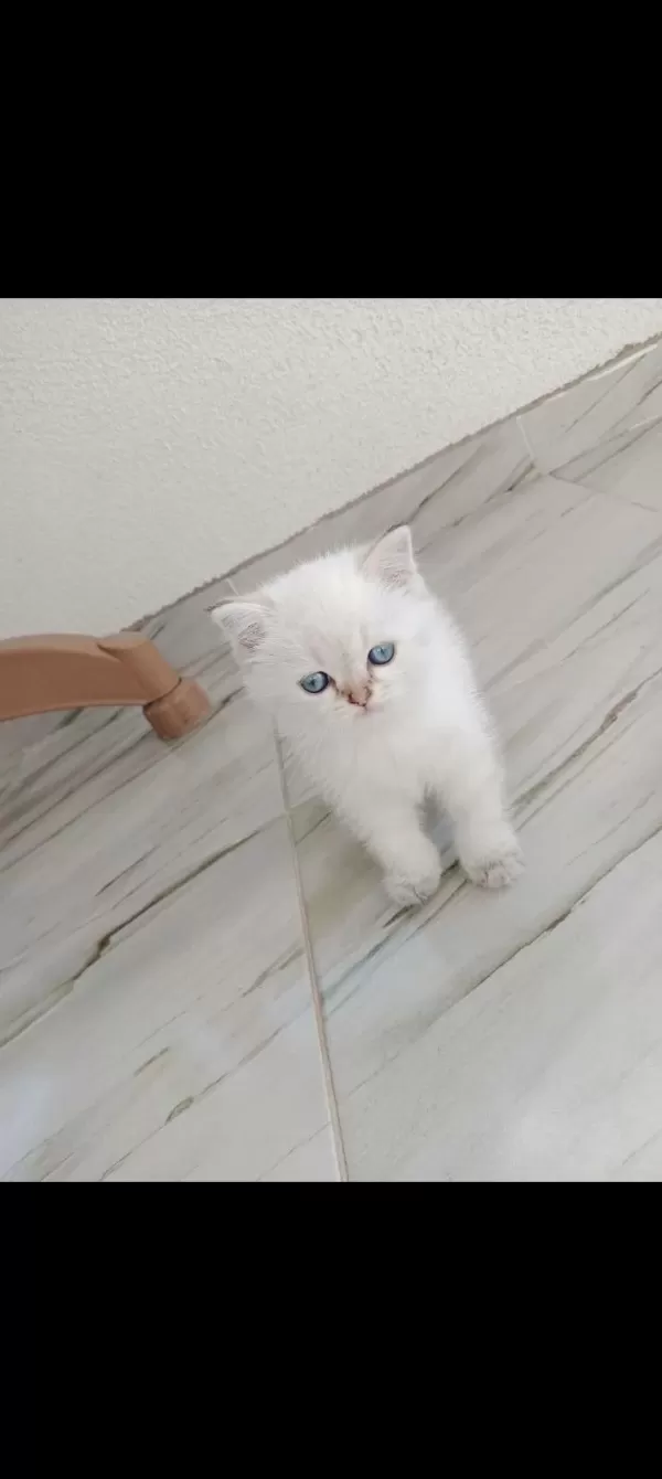 Sıcak Bir Yuva Arıyoruz Blue Point Cinsi Kedimiz Dişidir
