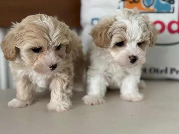Çok Özel Tea Cup Kore Maltipoo Yavrularımız