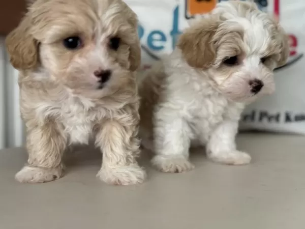 Çok Özel Tea Cup Kore Maltipoo Yavrularımız
