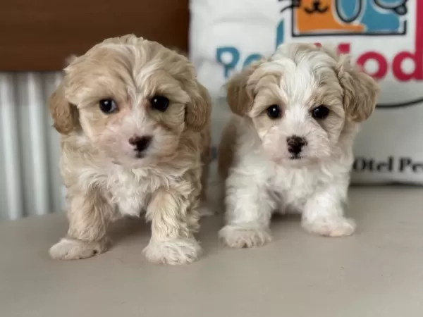 Çok Özel Tea Cup Kore Maltipoo Yavrularımız