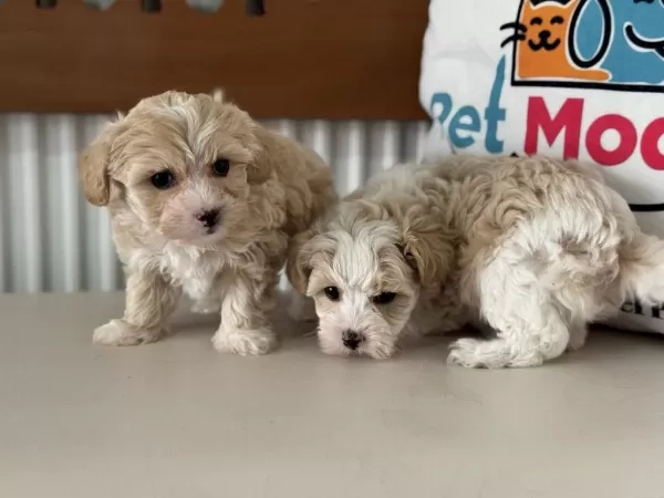 Çok Özel Tea Cup Kore Maltipoo Yavrularımız