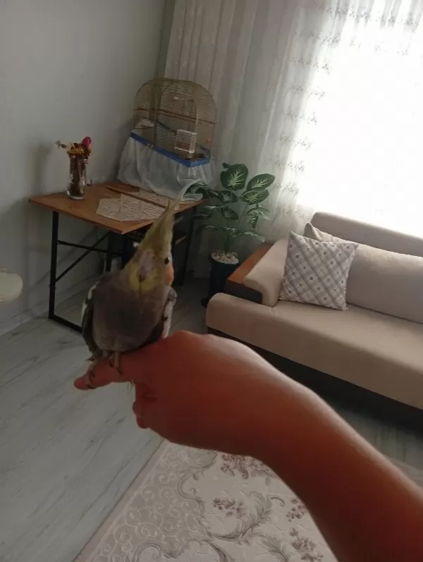 Sultan Papağanı Erkek