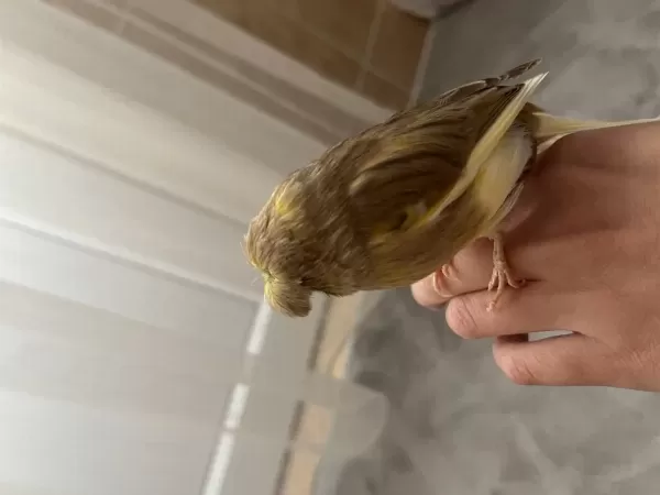 Sağlıklı Perçemli Kanarya