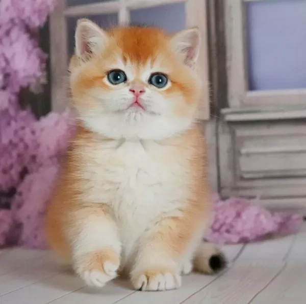 Ayıcık Surat Golden British Shorthair