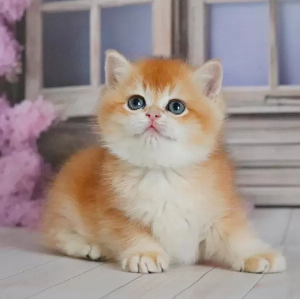 Ayıcık Surat Golden British Shorthair