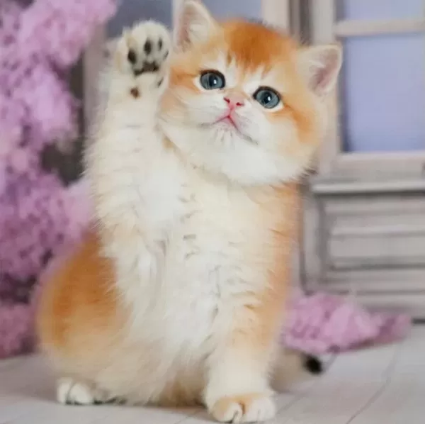 Ayıcık Surat Golden British Shorthair