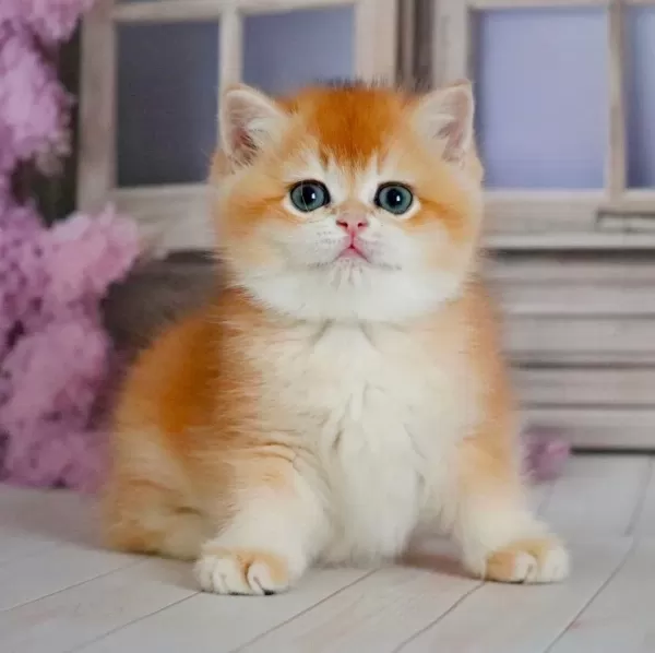 Ayıcık Surat Golden British Shorthair