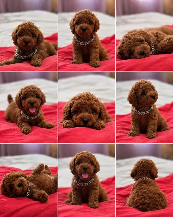 Redbrown Kore Kan Toypoodle