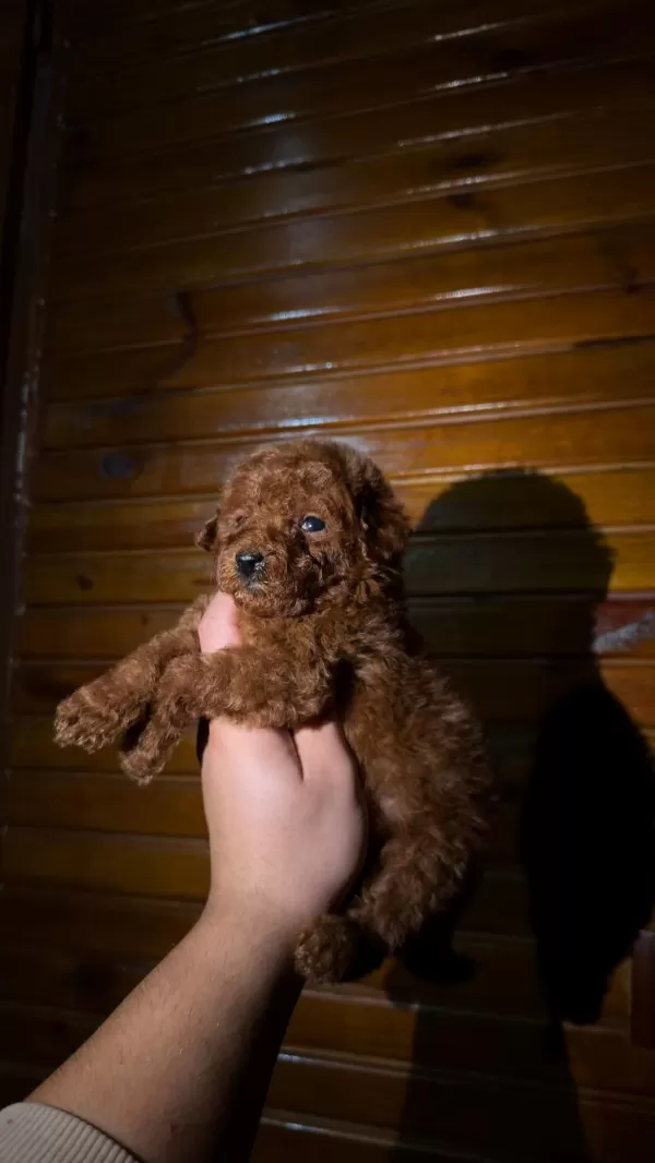 Harika Toypoodle Kore Kan