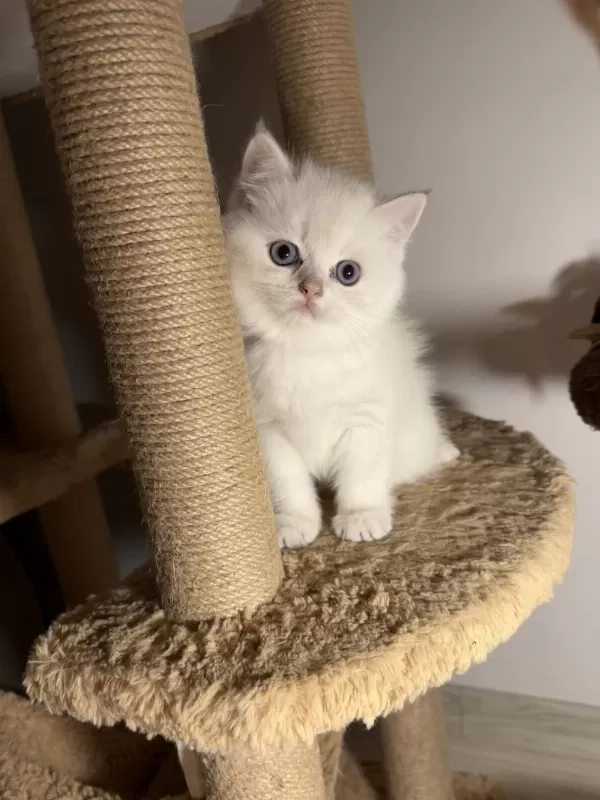 British Shorthair Golden Point Dişi Erkek Bebeklerim