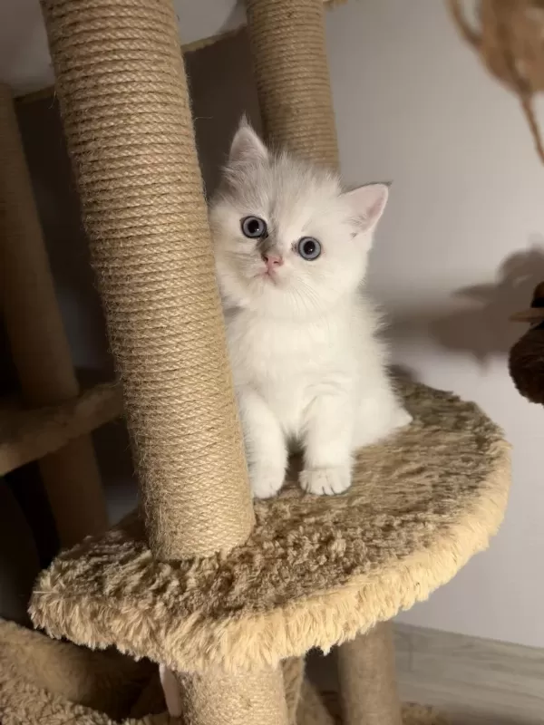 British Shorthair Golden Point Dişi Erkek Bebeklerim